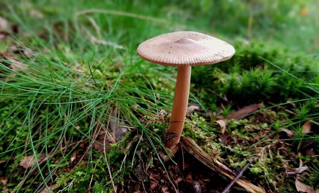 Single mushroom atop ground cover of grass and old leaves